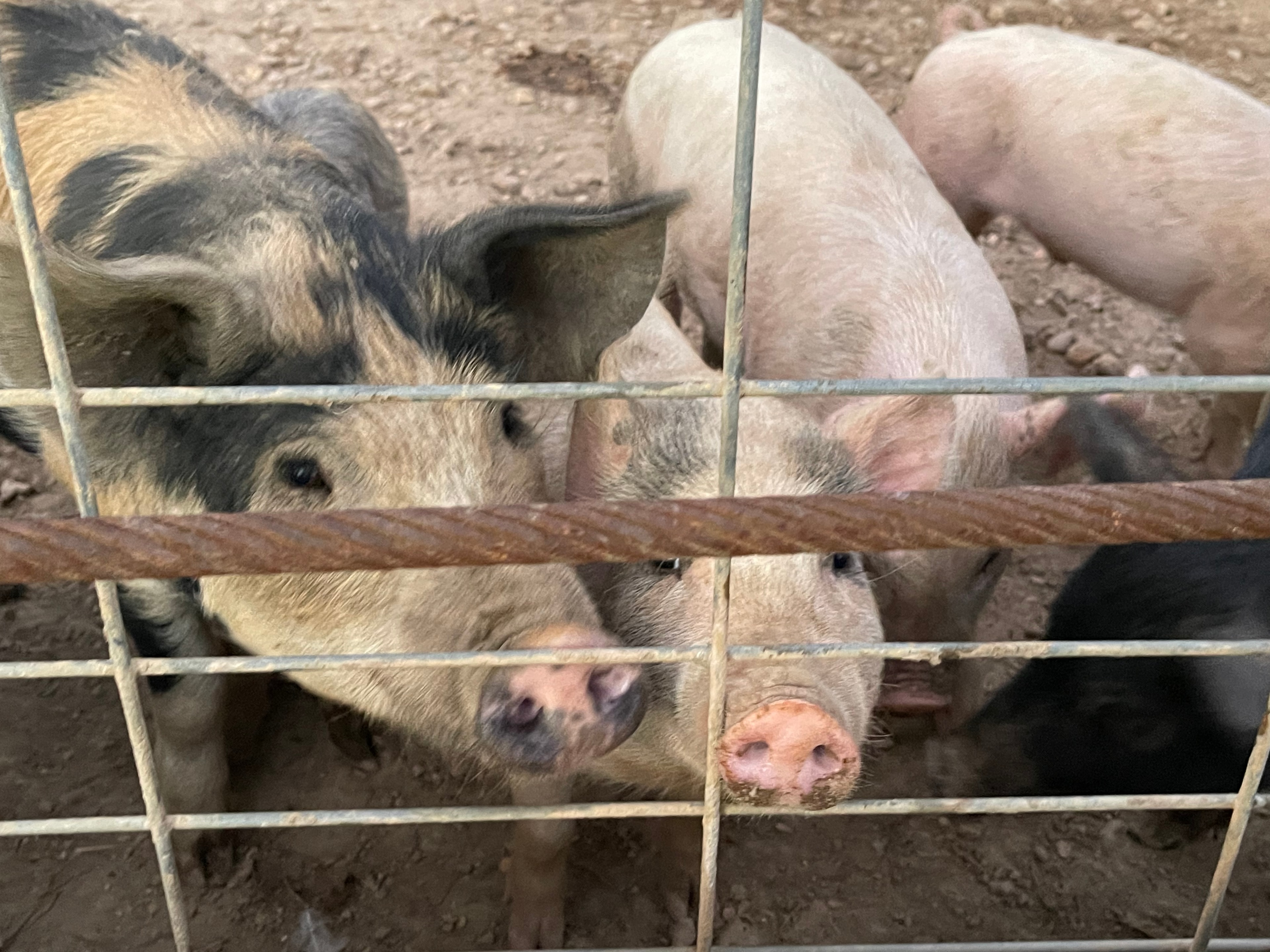 Pigs looking through a wire fence at a farm in Hernando, Mississippi